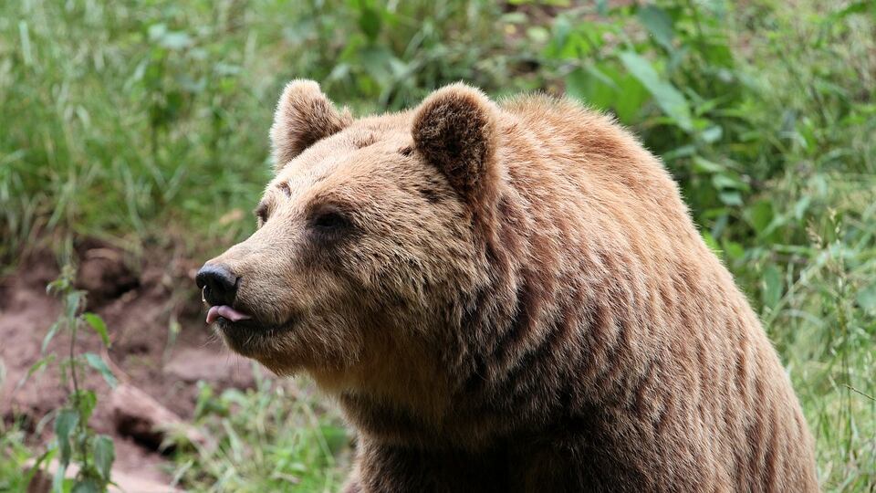 L'orso che balla fa scattare la protesta
