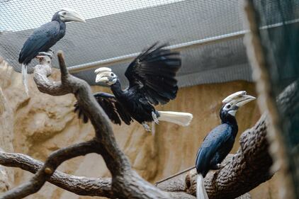 I Palaean hornbill, gli uccelli vulnerabili allevati allo zoo di Wroclaw 3