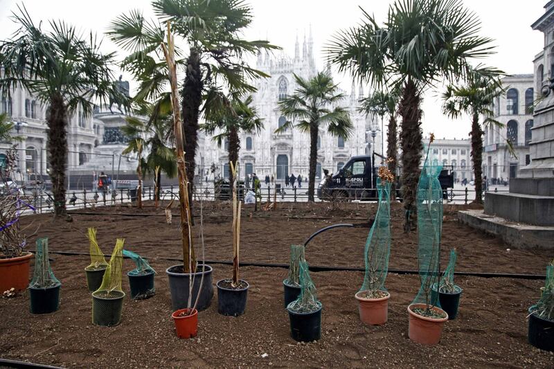 I banani arrivano in piazza Duomo 15