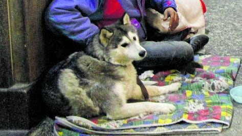 Accattonaggio con i cani, la legge è ferma in Regione