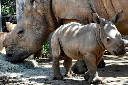Taiwan, nato un cucciolo di rinoceronte bianco 5