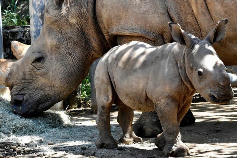 Taiwan, nato un cucciolo di rinoceronte bianco 5