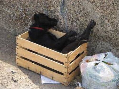Cane morto abbandonato tra i rifiuti: il gesto crudele indigna il web