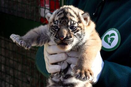 La cucciola di tigre di Sumatra nata al Bioparco 3