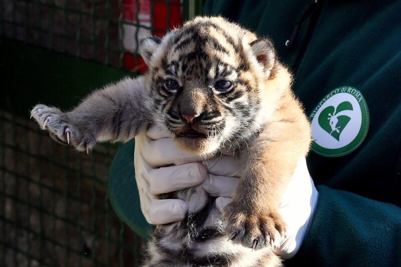 La cucciola di tigre di Sumatra nata al Bioparco 3