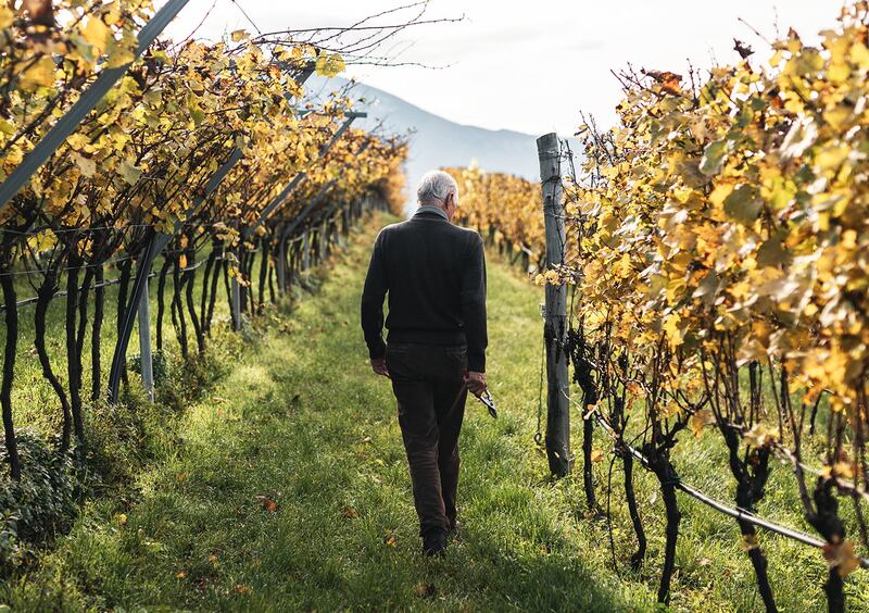 Moser, Francesco tra le vigne