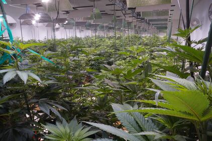 Un negozio di marijuana a Denver 3