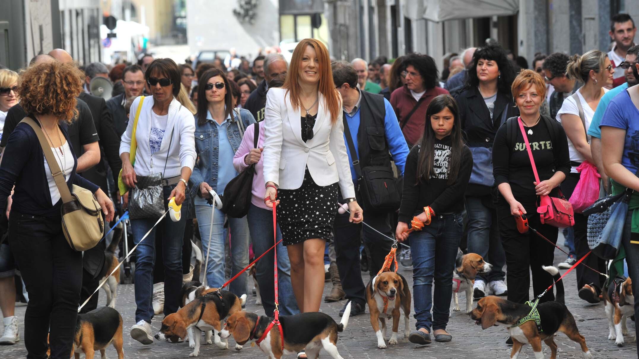 Lecco, i beagle salvati da Green Hill sfilano alla "marcia della libertà"