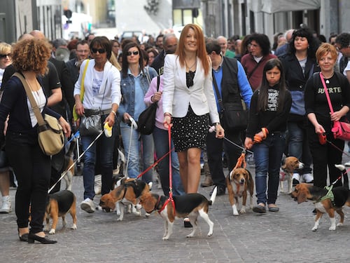 Lecco, i beagle salvati da Green Hill sfilano alla "marcia della libertà"