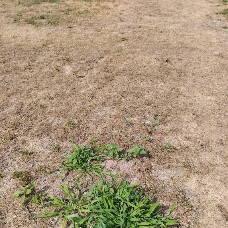 Manutenzione del verde al 'Parco 8 marzo' di Milano 2