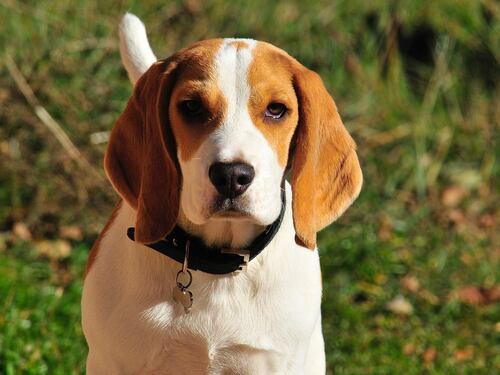 Royal Wedding, la storia del beagle salvato da Meghan