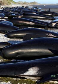 Decine di balene spiaggiate. Ora si rischia la strage 6