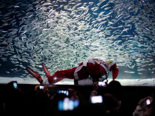 Seoul, Babbo Natale nuota nell'acquario