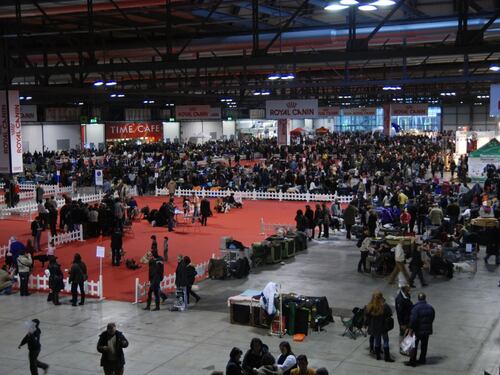 Gare e concorsi, la carica dei 10mila cani in Fiera