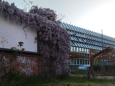 Appello al Comune per salvare gli alberi del giardino Lea Garofalo  11