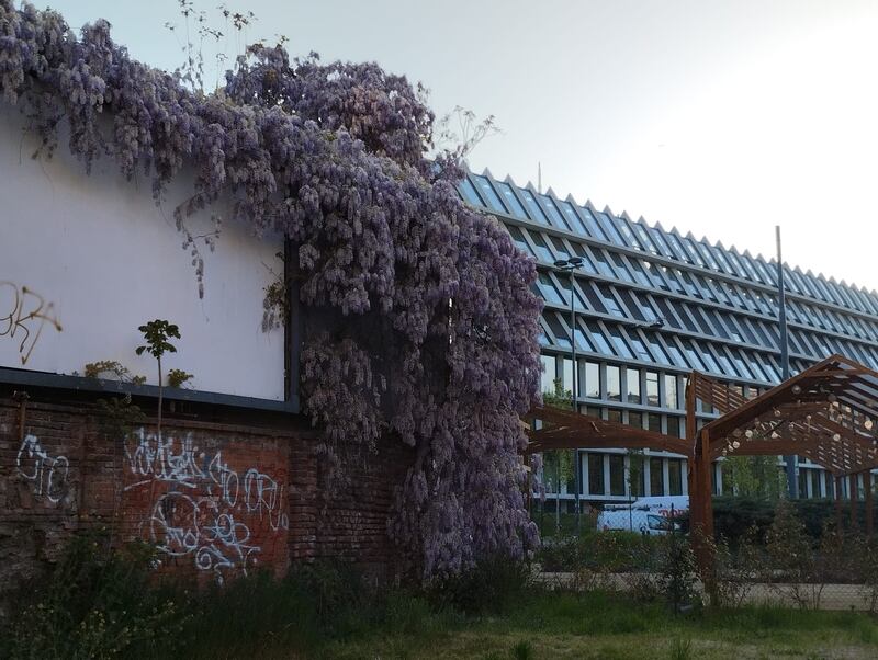 Appello al Comune per salvare gli alberi del giardino Lea Garofalo 11