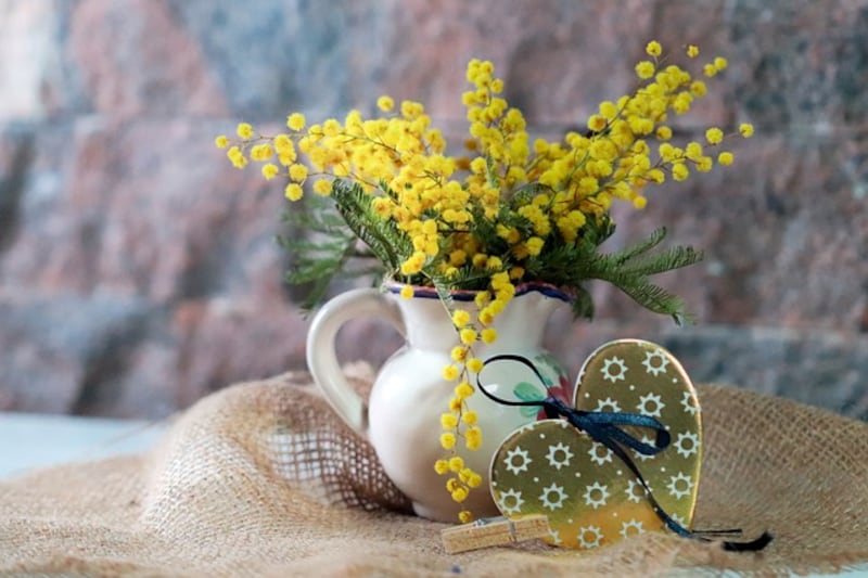 Mimosa