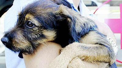 Clinica gratuita per gli animali? No dei veterinari