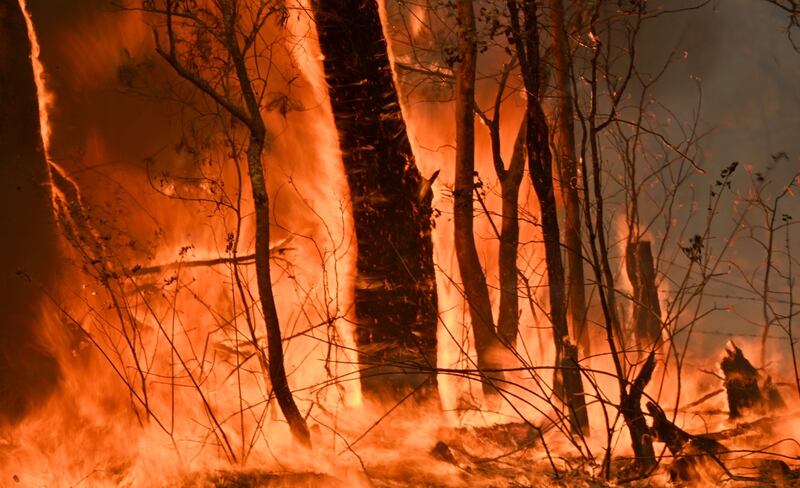 L'Australia minacciata dagli incendi: è emergenza 15