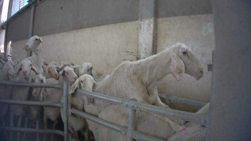 Violenze sugli animali nell'allevamento più grande d'Italia 10