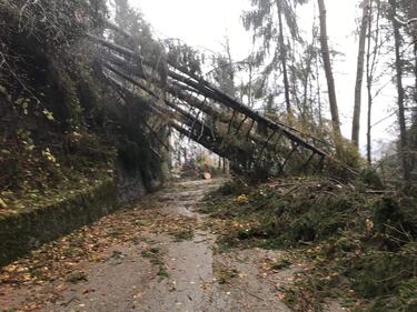 Belluno flagellata  2