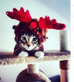 Il miglior Buon Natale è quello che ci augurano i nostri animali 3