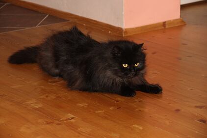 Gatto nero, foto 54