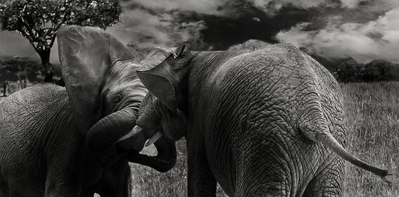 Elefante si fa un selfie 23