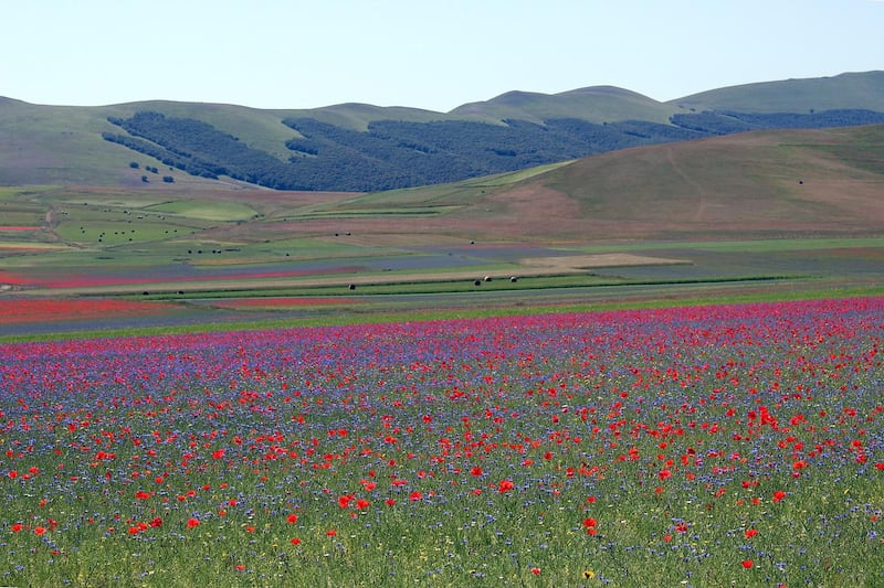 Fioritura di Castelluccio di Norcia