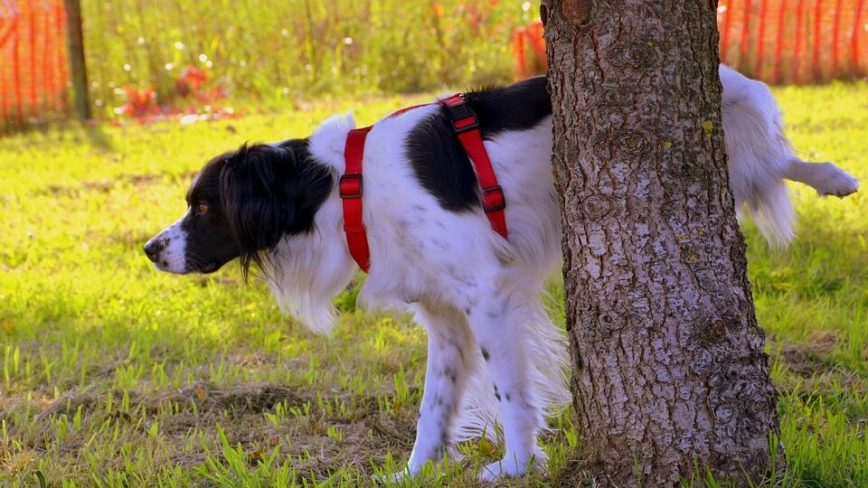 Vita dura per i proprietari dei cani ad Asti. Multa se non puliscono la pipì