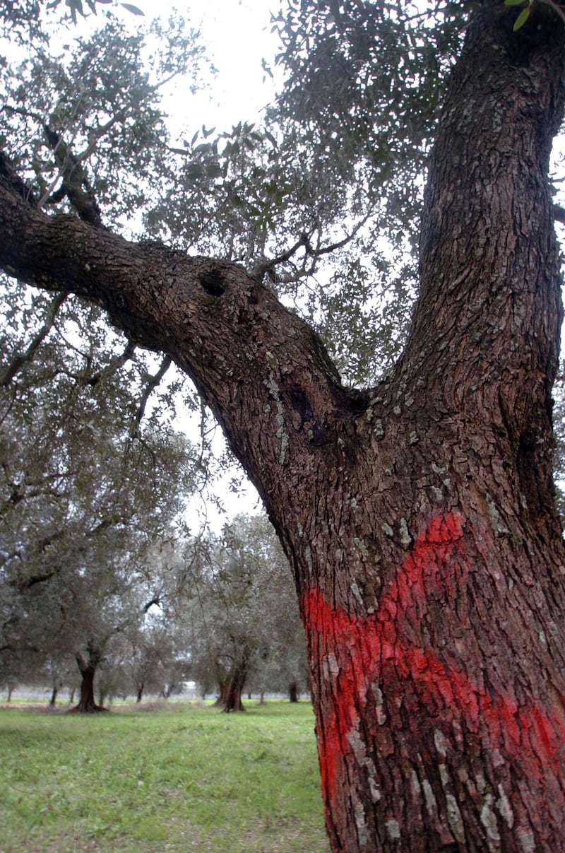 Gli ulivi salentini colpiti da Xylella 1
