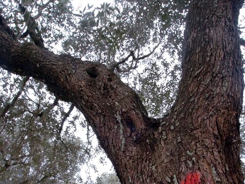 Gli ulivi salentini colpiti da Xylella