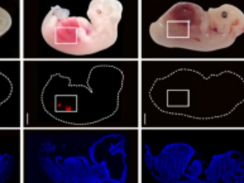 Creati i primi reni embrionali umanizzati. Un passo avanti nel trapianto di organi