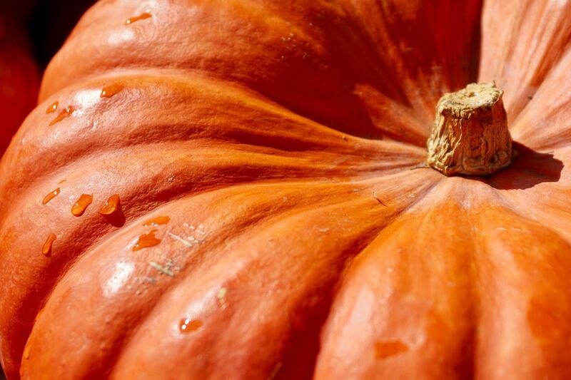 Zucca