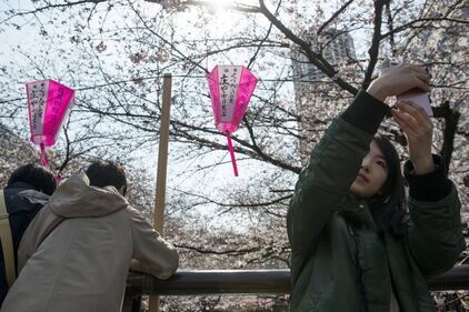 Lo spettacolo dei ciliegi in fiore a Tokyo 17
