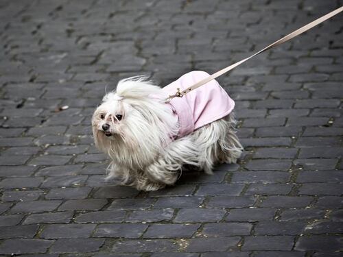 Ciotola per cani fuori dal locale, barista multato con 168 euro