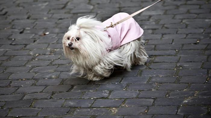 Ciotola per cani fuori dal locale, barista multato con 168 euro