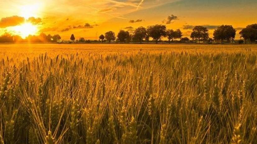 Alimentazione, 6 milioni di italiani celiaci 'per moda'