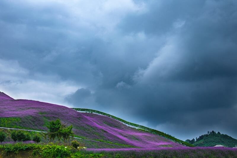 Verbena