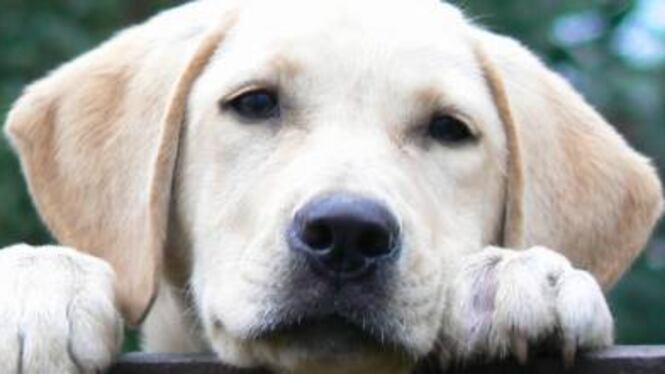 Un cane per amico ci fa vivere più a lungo (ed evita l'infarto)