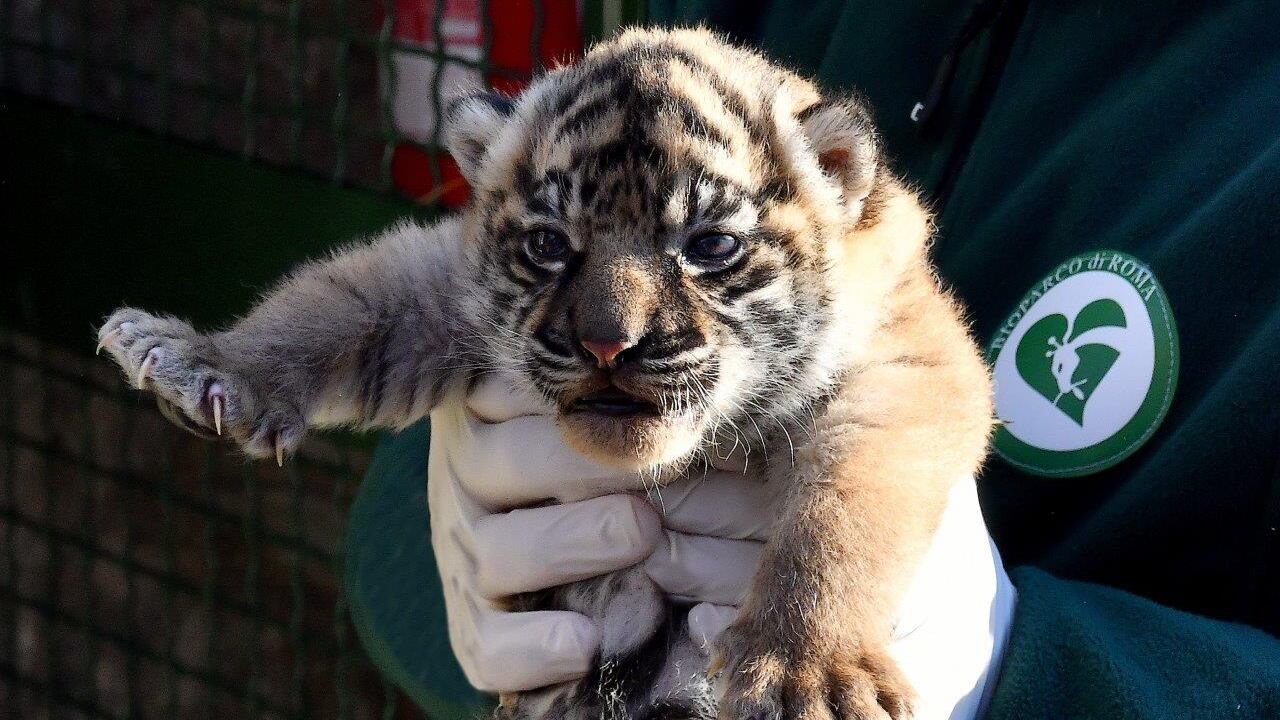 Fiocco rosa al Bioparco, nata una rara cucciola di tigre di Sumatra