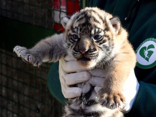 Fiocco rosa al Bioparco, nata una rara cucciola di tigre di Sumatra