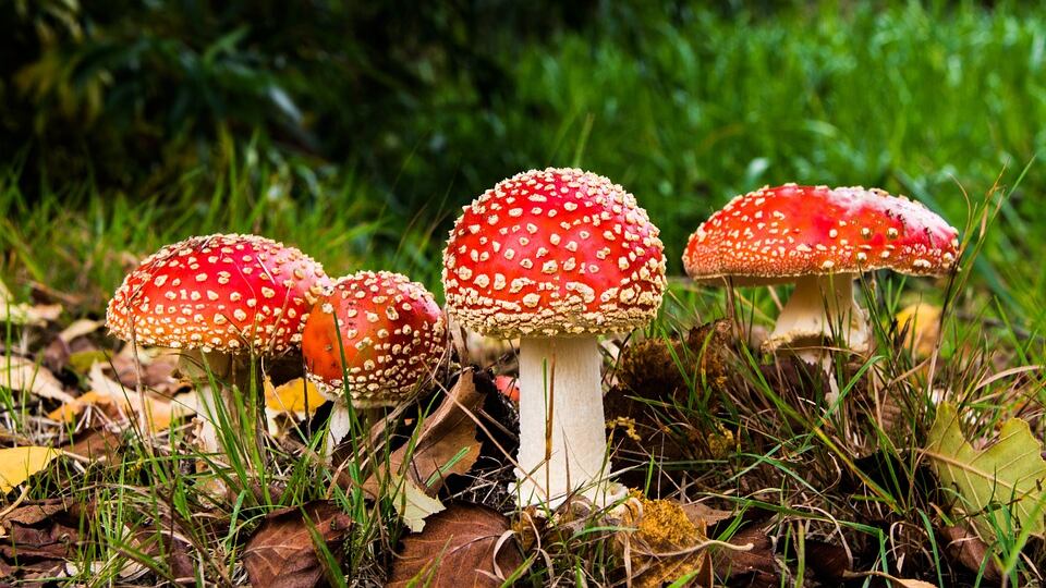 Famiglia mangia funghi e finisce al pronto soccorso