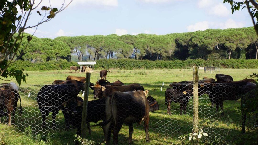 Il "mucco" pisano: e se fosse meglio della chianina?
