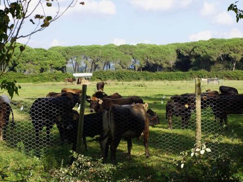 Il "mucco" pisano: e se fosse meglio della chianina?