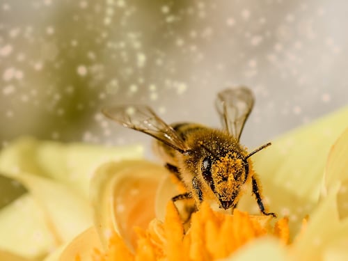 Le api sanno contare fino a quattro e riconosco il concetto di zero