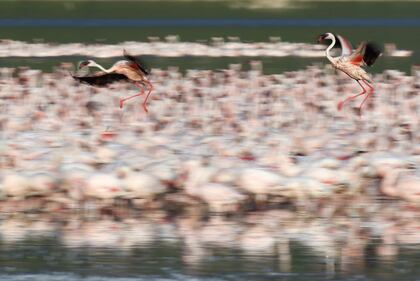 La magia dei fenicotteri rosa in Kenya 16