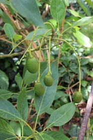 Avocado, il frutto "di moda" 5