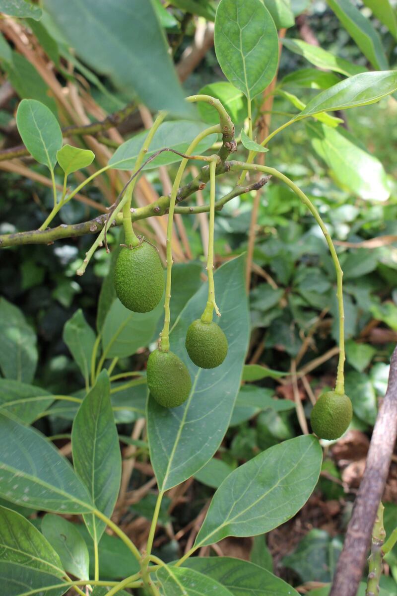 Avocado, il frutto "di moda" 5