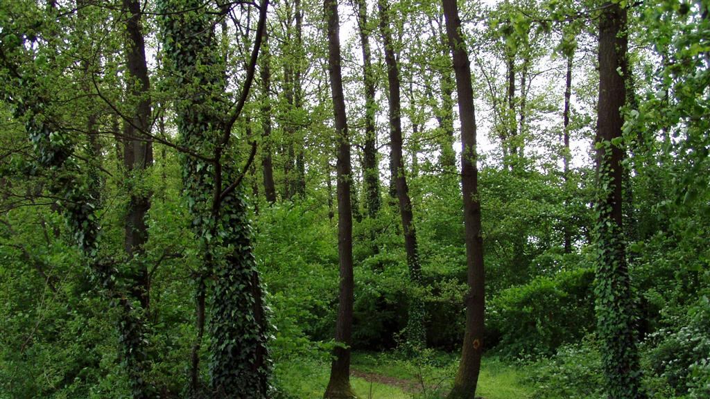Genova, uomo trovato decapitato nel bosco